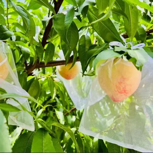 25 PCs । Reusable Fruit Protection Nylon Net Bag Big (25×35 cm) । CN-42